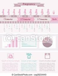 Schwangerschaft Geburt Infographics Mit Zeitlinie Des Menschlichen Fotus Wachstum In Wochen Und Monaten Schwangerschaft Canstock