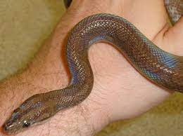 Guyana Rainbow Boa For Sale Snakes For Sale Pet Snake Insects For Sale