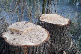 Maybe you would like to learn more about one of these? Tree Services Tree Trimming Company Memphis Tn