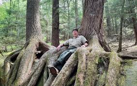 A black forest ham should be roasted about 8 to 10 minutes per po black forest ham is sold fully cooked. Cook Forest State Park In Pennsylvania Has Some Of The Largest Trees