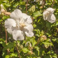 Jeanne D'Arc Althea Bush