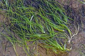 Image result for Zostera capensis