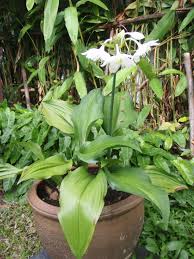 Van engelen wholesale flower bulbs. Bulb Plants Lat S Gardening Blog