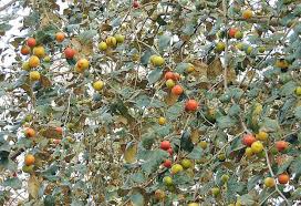 Image result for Ziziphus mauritiana