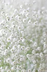 The unique feature of parijat flowers is that they have bright orange coloured stems which contrast nicely with the white petals. Tiny White Flowers For Hair All Products Are Discounted Cheaper Than Retail Price Free Delivery Returns Off 67