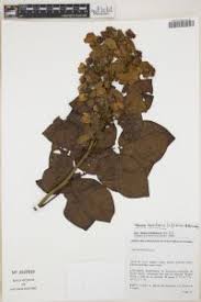 Image result for Senna bacillaris