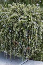 Image result for Rosmarinus officinalis