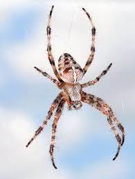 Epeire Diademe Araneus Diadematus Ou Araignee Des Jardins Ou Araignee Porte Croix Europe Et Amerique Du Nord Peu Agress Garden Spider Animals Spider