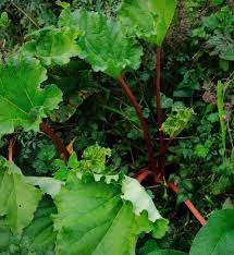 ルバーブとはこんな野菜 Rhubarb In My Garden アメリカからニュージーランドへ