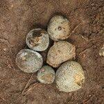 Image result for Parinari excelsa