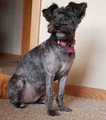 Featuring 1/2 inch plates, this slim ghd hair straightener is the perfect choice. How Do You Prevent Matting In Your Pups Hair My Curly Girl Had To Get Shaved Again Miniatureschnauzer