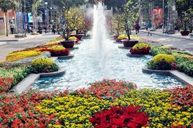 Image result for hoa xuan images