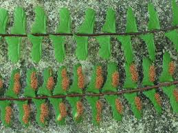 Image result for Asplenium goetzei