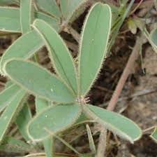 Image result for Tephrosia lupinifolia