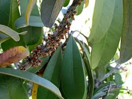 Image result for Englerophytum