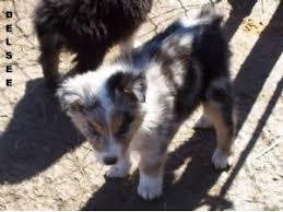 These dogs are incredibly energetic and love to play, so it's important to keep them active all the time. Australian Shepherd Puppies In Oklahoma