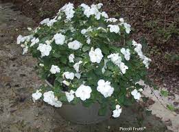 Mazzo con fiori bianchi 21 significato del vasi con fiori 23 interpretazione: Fiori Bianchi Da Vaso