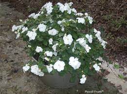 Fiori bianchi a forma di stella, ed è perfetta da coltivare sul balcone. Fiori Bianchi Da Vaso