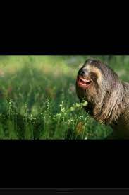 Cute Face Tumblr Funny Sloth Funny Pictures