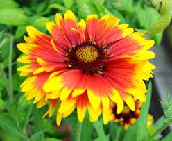 Pin On Flowers Gaillardia Blanket Flower