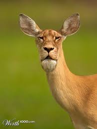 Amazonaws Photoshopped Animals Animal Mashups Funny Animals
