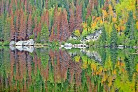 Bear Lake During The Peak Of Fall Colors Located In Rocky Mountain National Park In Colorado Rocky Mountain National Park National Parks Rocky Mountains