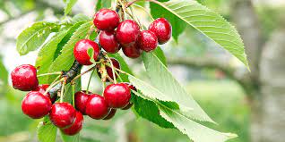Our fruit trees are grown naturally and have been selected from over four hundred varieties that we are testing to offer you the very best trees that can be grown in canada. The 5 Best Fruit Trees Eising Garden Centre