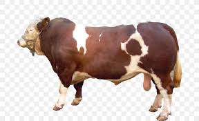 Dangerous qurbani black camel out of control and ran away. Cow And Goat Qurbani