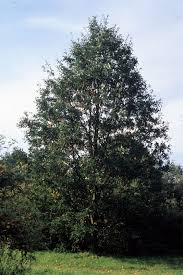 Image result for Necepsia castaneifolia