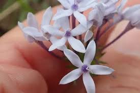 Image result for Pentanisia