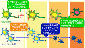いらすとやに掲載されているイラストは、無料でご利用いただけますが著作権は放棄しておりません。 ご利用いただく場合には ご利用規約 をご覧の上、不明な点についてはメールにてご連絡下さい。 ご利用規約 | プライバシーポリシー | 免責事項. ã‚¢ãƒ«ãƒ„ãƒã‚¤ãƒžãƒ¼ç—…ã®ç¥žçµŒæ¯'æ€§ç‰©è³ªã®å½¢æˆã¨ä¼æ¬æ©Ÿæ§‹ã‚'è§£æ˜Ž ç™ºç—‡ã«ç¹‹ãŒã‚‹æ–°ãŸãªãƒ¡ã‚«ãƒ‹ã‚ºãƒ ã‚'ææ¡ˆ äº¬éƒ½å¤§å­¦