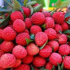Dinajpur Lichu Bazar-দিনাজপুর লিচু বাজার