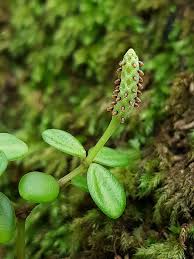 Image result for Peperomia fernandopoiana