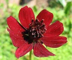 Cosmos Atrosanguineus Chocolate Cosmos Extinct In The Wild Cosmos Atrosanguineus Chocolate Cosmos Is A Spe List Of Flowers Rare Flowers Chocolate Cosmos