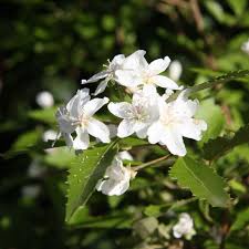 Image result for Sida serratifolia