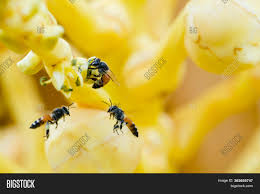 Bees love the serviceberry's white flowers, while birds love its berries. Collecting Pollen On Image Photo Free Trial Bigstock
