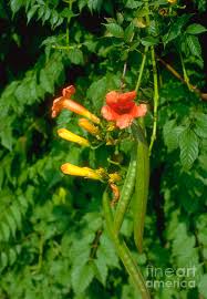 Image result for Bignonia capreolata