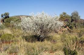 Image result for Dictyophleba