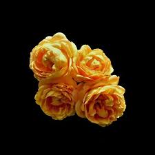 Four Yellow Roses Rose Flower Pictures Carnation Flower Flower Pictures