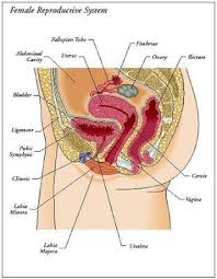 Usually where two parts form a connection of some kind, the female part is the socket or hole into which another piece is inserted … Biology 12 Reproductive System Female Parts Study Notes Reproductive System Biology Facts Study Notes