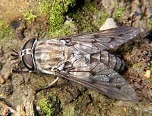 Horse Fly Wikipedia