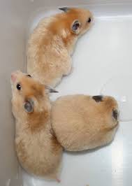 Pin On Hamsters