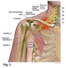 Treating Pinched Nerves Medical Massage Massage Therapy Muscle Anatomy