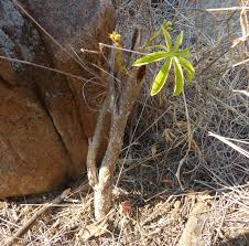 Image result for Agelanthus igneus