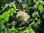 Image result for Sparrmannia ricinocarpa