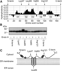 Check spelling or type a new query. Catalytic Residues Substrate Specificity And Role In Carbon Starvation Of The 2 Hydroxy Fa Dioxygenase Mpo1 In Yeast Journal Of Lipid Research