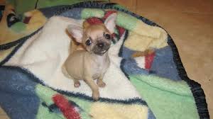 Maybe you would like to learn more about one of these? Craigslist Hawaii Pets