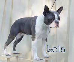 I have been breeding and showing bostons for over 2o years. Blue Boston Terrier Puppies For Sale In Texas Zoe Fans Blog Boston Terrier Boston Terrier Puppy Boston Terrier Dog