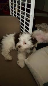 (collected via the cost of the online scent work judge's quiz). Havanese Puppies Nc Cost The Y Guide