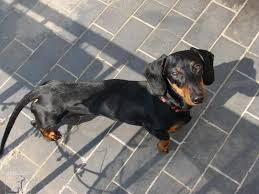 Image result for jezevčík hladkosrstý